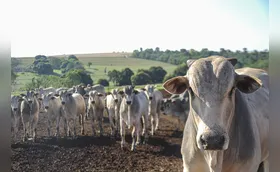 Produtores do Paraná se unem ao governo contra veto europeu