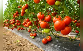 Tomates híbridos se desenvolvem só com 30% de água