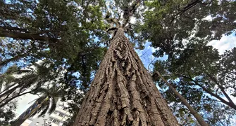 A peroba é árvore símbolo histórico do Norte do Paraná