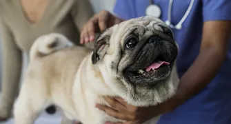 Cães braquicefálicos são selecionados para tratamento de síndrome respiratória