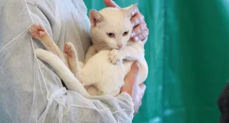 CMTU abre cadastro para realizar castrações gratuitas de cães e gatos