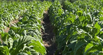 Colheita de tabaco cresce 7% no Paraná