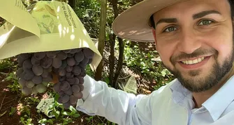 Com 41% de participação, Marialva lidera produção de uvas no Paraná