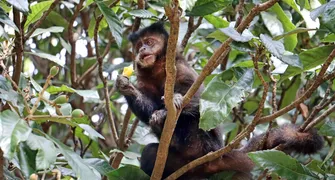 Convivência com macacos-prego é tema de palestra em Londrina nesta quinta