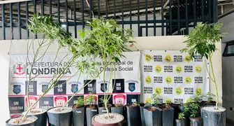 Denúncia leva polícia à plantação de maconha em Londrina