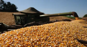 Deral projeta área recorde para milho 2ª safra no Paraná