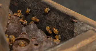 Estudo do Tecpar e UFPR demonstra potencial farmacêutico da própolis azul