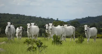 Faep prevê novas oportunidades para o Paraná após China reconhecer Brasil livre de febre aftosa