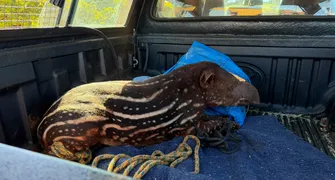 Filhote de anta atacado por cães de caça é resgatado e tratado em HV de Londrina