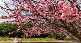 Florada das cerejeiras transforma a paisagem de Apucarana