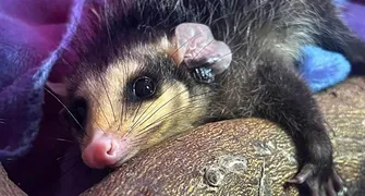 Frio leva animais silvestres a áreas urbanas de Londrina