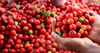 Japurá lidera produção de acerola no Paraná