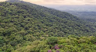 Junho Verde: mês de conscientização e políticas públicas para o meio ambiente