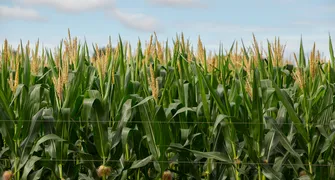 Justiça do Paraná suspende leilão de pequena propriedade rural dada como garantia