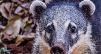 Londrina vai contratar serviço de resgate de animais silvestres