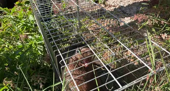 Lontra ferida é resgatada no centro de Apucarana