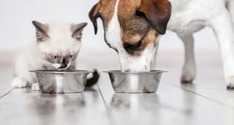Mixed feeding, dieta caseira: glossário esclarece termos da alimentação pet