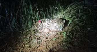 Onça-pintada é capturada em Mandaguari após 48 dias de operação
