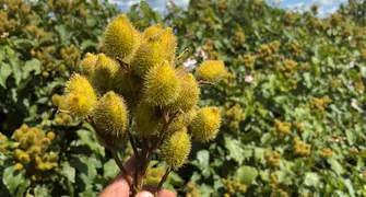 Paraná é o segundo maior produtor de urucum do Brasil