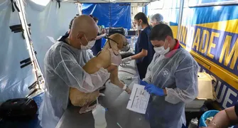 Paraná poderá ter novo protocolo de anestesia para castração de animais