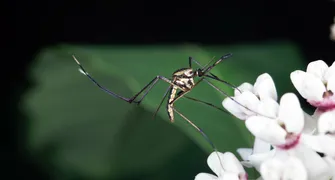 Por que algumas pessoas são como 'ímãs' para os mosquitos?