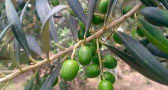 PR tem 69 municípios aptos para o cultivo de oliveiras