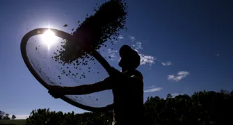Preço da saca de café sofre redução de 35% no Paraná