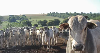 Produtores do Paraná se unem ao governo contra veto europeu