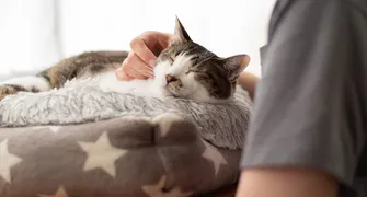 Risco de doenças respiratórias e virais em felinos aumenta no inverno