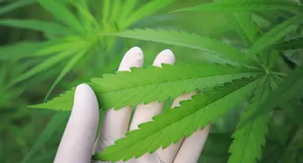 UEL se articula para plantio legal de cannabis no câmpus