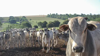 Nelore beef cattle in the foreground on a sustainable model farm. Farm in a rural region in the state of Paraná