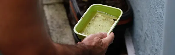 Imagem ilustrativa da imagem Casos de dengue têm queda de 72% em Londrina