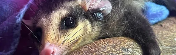 Imagem ilustrativa da imagem Frio leva animais silvestres a áreas urbanas de Londrina