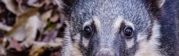 Imagem ilustrativa da imagem Londrina vai contratar serviço de resgate de animais silvestres