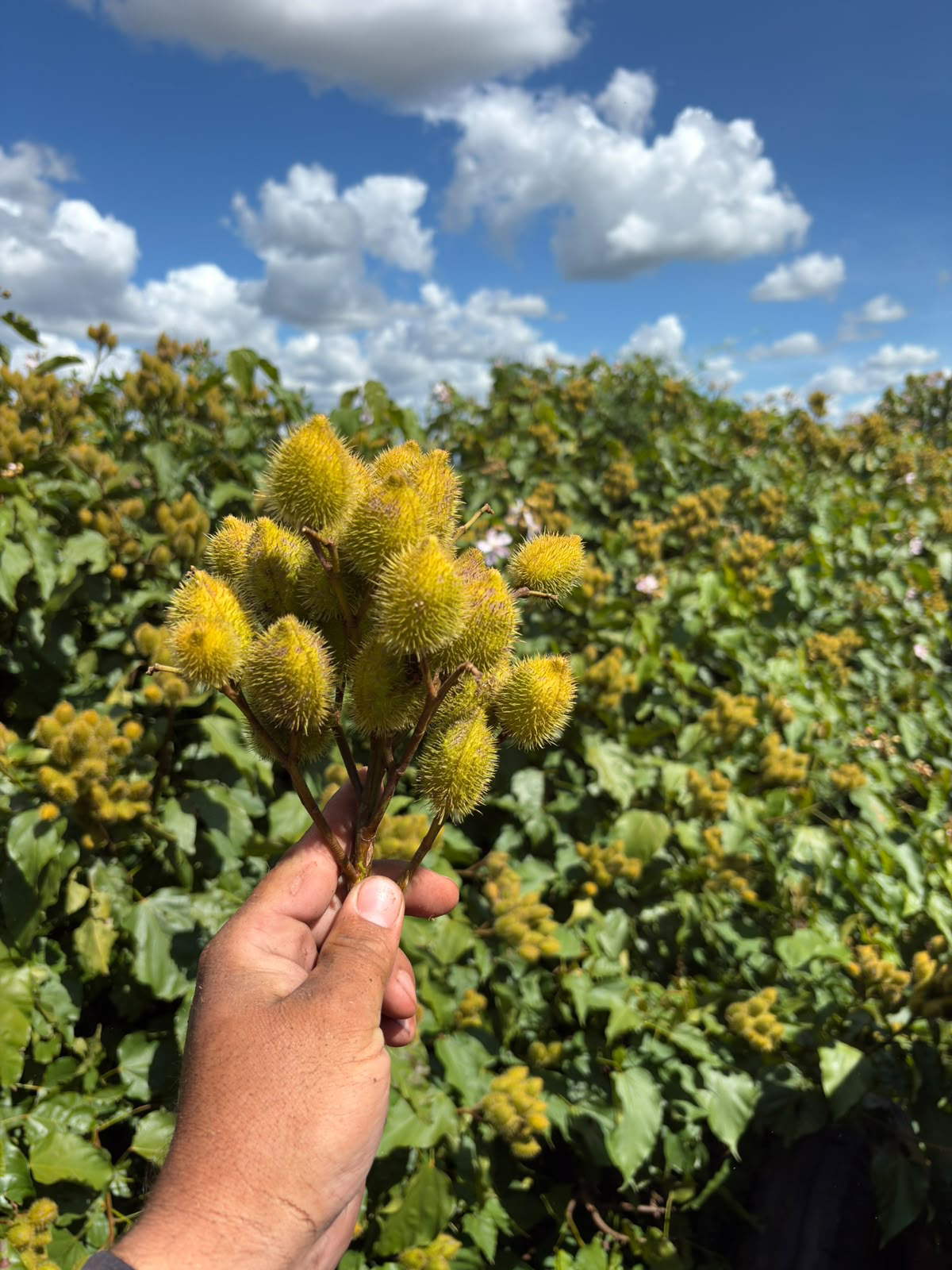 Paraná é o segundo maior produtor de urucum do Brasil