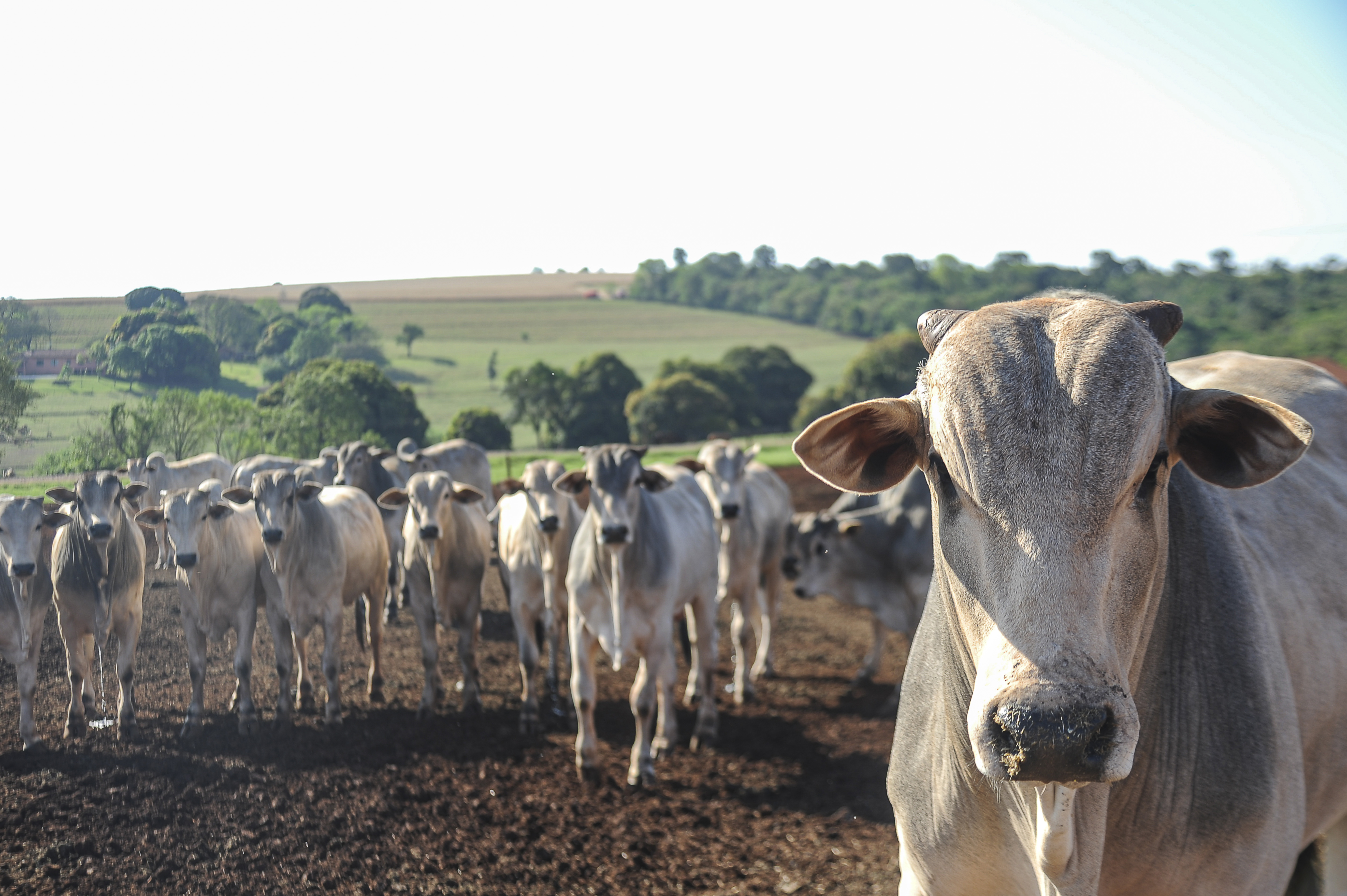 Carne brasileira vai pagar tarifa de 67% para entrar na China