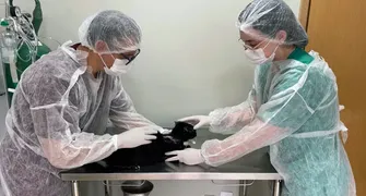 Aumento de casos de esporotricose em gatos coloca Vigilância de Londrina em alerta