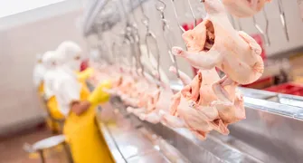 Exportações de frango crescem 16% no Paraná