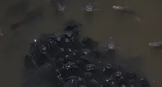 Peixes são encontrados mortos em lagos de Londrina