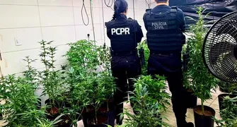 Polícia apreende 186 pés de maconha em laboratório de cultivo em Mandaguari