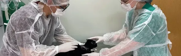 Imagem ilustrativa da imagem Aumento de casos de esporotricose em gatos coloca Vigilância de Londrina em alerta