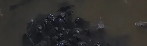 Imagem ilustrativa da imagem Peixes são encontrados mortos em lagos de Londrina