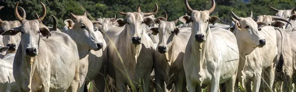 Imagem ilustrativa da imagem VBP Agropecuária do PR bate recorde e chega a R$ 213 bilhões em 2025