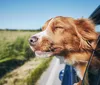 Londrina avança no mercado hoteleiro pet-friendly