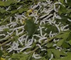Paraná é destaque na produção de casulos do bicho-da-seda