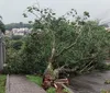 Temporal causa quedas de árvores e deixa 12 mil imóveis sem luz em Arapongas