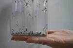 alt="Imagem