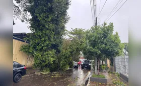 Chuva em Londrina provoca queda de árvores e suja vias em dia de eleição