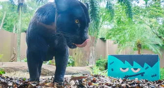 Animais do Refúgio Biológico 'celebram' Dia do Saci e Halloween
