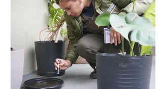 Centro de Londrina em alerta contra a dengue